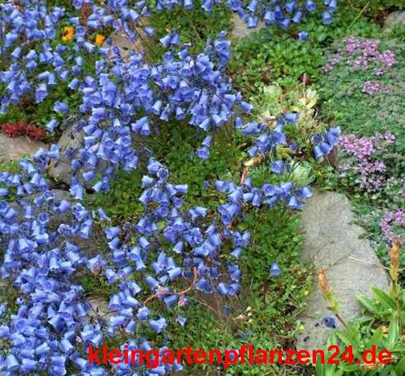 6 getopfte Pflanzen blau blühend in Gärtnerqualität, mindestens 3 Sorten, blauer Garten