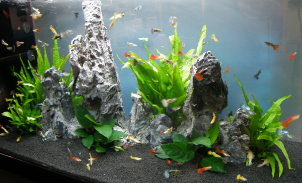 Aquarium Set für 100 l, Pflanzen, Kies, Deko (IX)