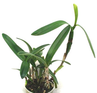 1 blühfähige Orchidee der Sorte: Cattleya bowringiana, 13cm Topf