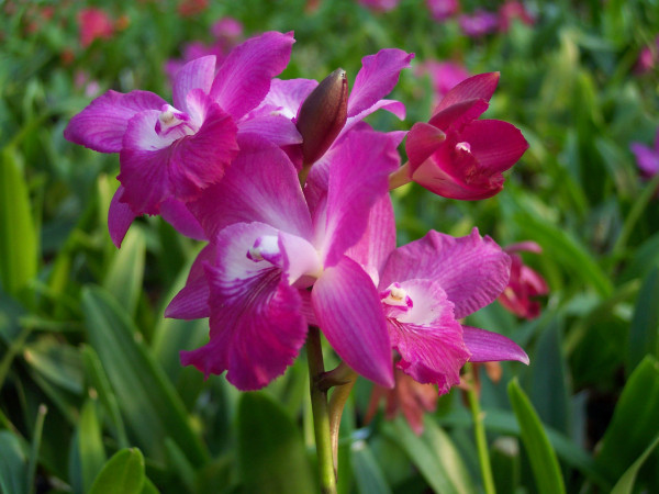 1 blühfähige Orchidee der Sorte: Ctna. Thai Pinky 'Prasong', traumhafte Orchidee vom deutschen Züch
