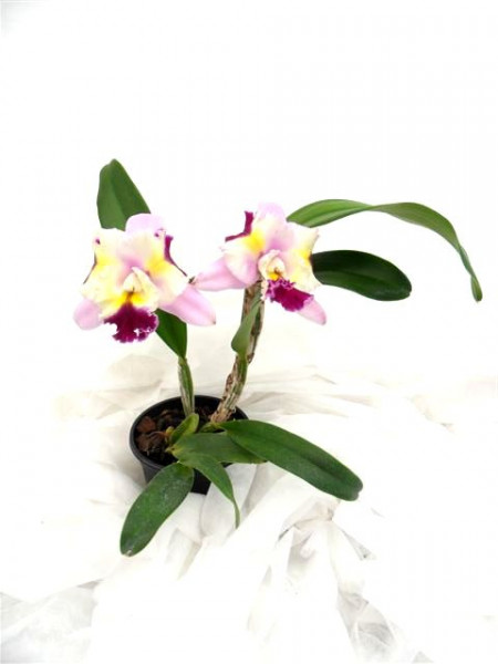 1 blühfähige Orchidee der Sorte: Lc. Maris Song, 12-13cm Topf