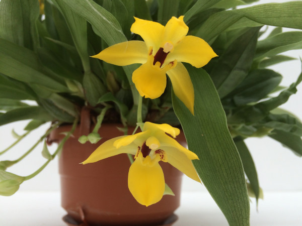 1 blühfähige Orchidee der Sorte: Promeneae Hybride, traumhafte Orchidee vom deutschen Züchter