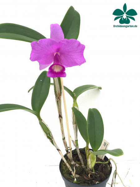 1 blühfähige Orchidee der Sorte: Cattleya skinneri, traumhafte Orchidee vom deutschen Züchter