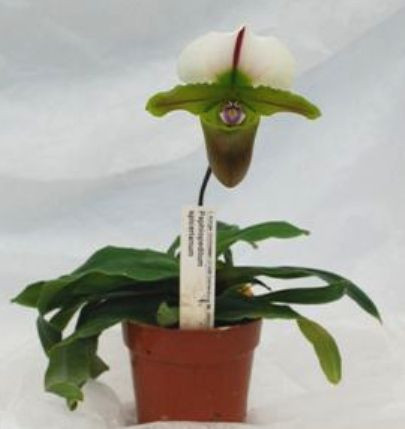 1 blühfähige Orchidee der Sorte: Paphiopedilum spicerianum, 10cm Topf