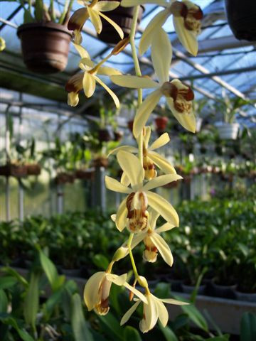 1 blühfähige Orchidee der Sorte: Coelogyne massangeana, 14cm Topf