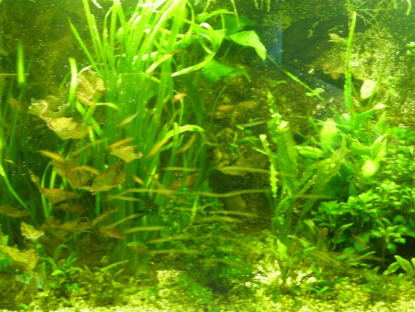 Wasserpflanzen Sortiment für 400 l Aquarium