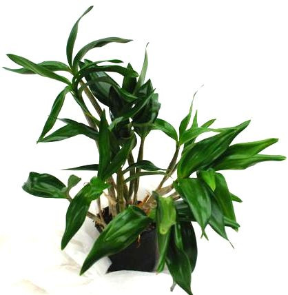 1 blühfähige Orchidee der Sorte: Dendrobium Silver Wings x johnsoniae, 13cm Topf