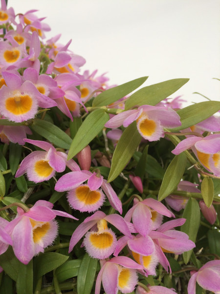 1 blühfähige Orchidee der Sorte: Dendrobium loddigesii , traumhafte Orchidee vom deutschen Züchter