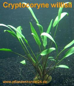 1 Topf Cryptocoryne willisii, Wasserpflanzen