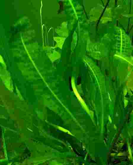 1 Aponogeton Boivianus, große genoppte Wasserähre