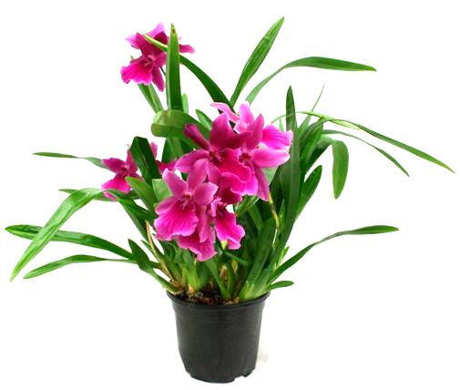 1 blühfähige Orchidee der Sorte: Miltonia Honululu Warners Best, 13cm Topf