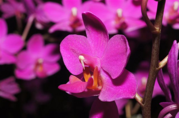 1 blühfähige Orchidee der Sorte: Dtps Aposya, 13-14cm Topf