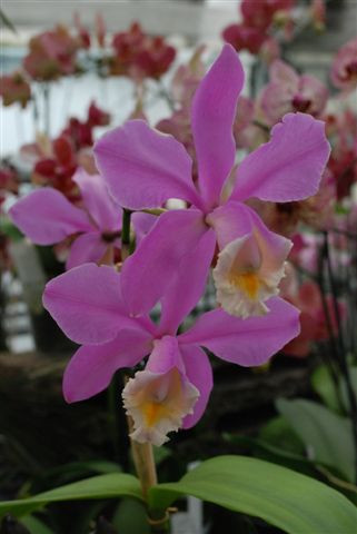1 blühfähige Orchidee der Sorte: Cattleya harrisoniae, 12-14cm Topf
