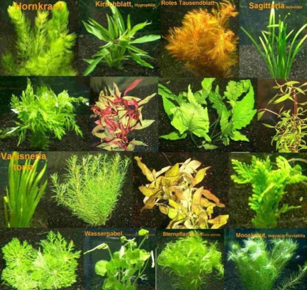 6 Bund - ca. 40 Aquariumpflanzen + Dünger, algenmindern, bunte Unterwasserwelt - Mühlan