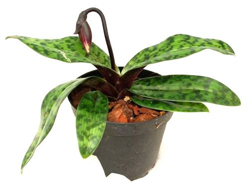 1 blühfähige Orchidee der Sorte: Paphiopedilum Vinicolor, 11cm Topf
