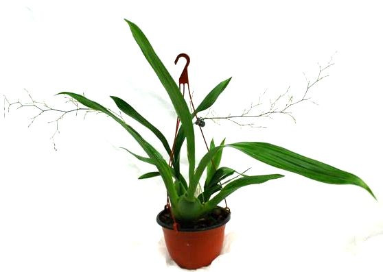 1 blühfähige Orchidee der Sorte: Oncidium ornythorhynchum, 14cm Ampel