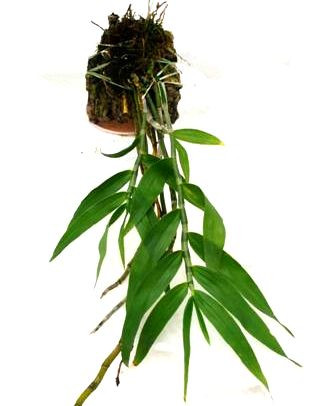 1 blühfähige Orchidee der Sorte: Dendrobium chrysanthum, aufgebunden