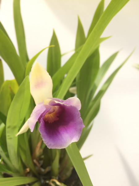 1 blühfähige Orchidee der Sorte: Cochleanthes Hybride , traumhafte Orchidee vom deutschen Züchter