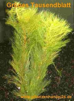 1 Bund grünes Tausendblatt, Myriophyllum