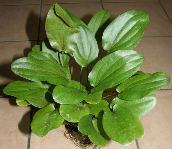 Echinodorus Mutterpflanze XL 25-35 cm, Aquarium