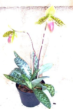 1 blühfähige Orchidee der Sorte: Paphiopedilum sukkahkulii, 12cmTopf