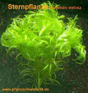 1 Bund Sternpflanze, Eusteralis stellata, Aquarium