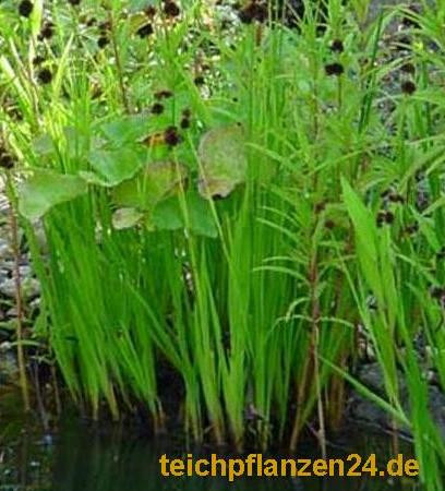 Mühlan - 20 wurzelnackte Pflanzen für die Bepflanzung der Sumpfzone und das Teichufer, mindestens 5