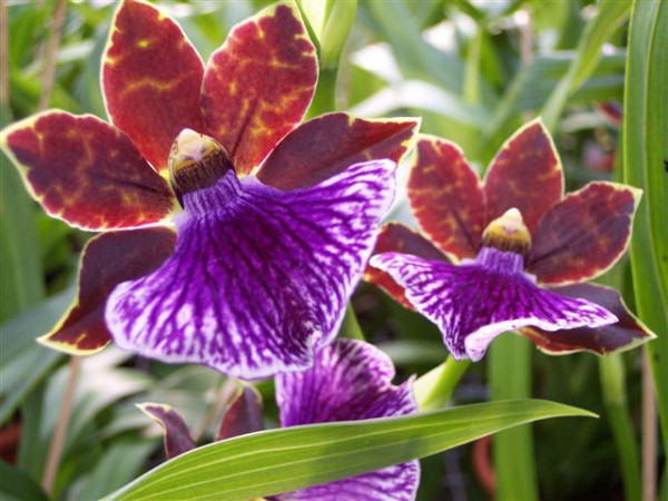 1 blühfähige Orchidee der Sorte: Zygopetalum, 13cm Topf, starker Duft