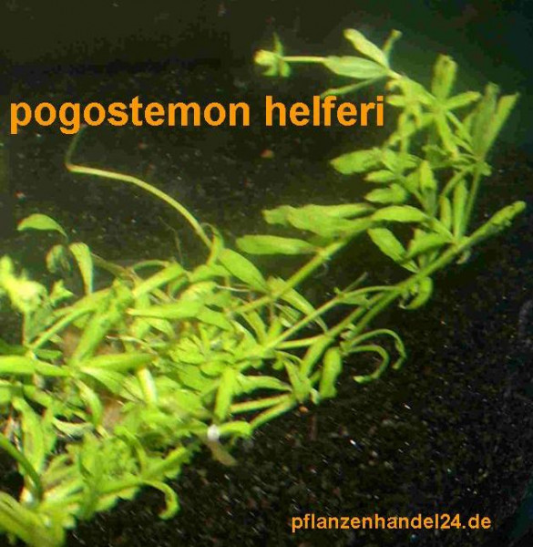 1 Topf Pogostemon helferi, Vordergrundpflanze