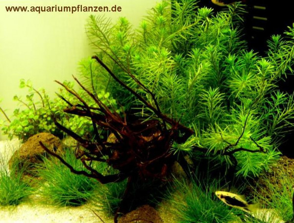 Mühlan - Wasserpflanzensortiment für Nanoaquarium, kleinbleibende Pflanzen, 4 Töpfe + 7 Bund inkl.