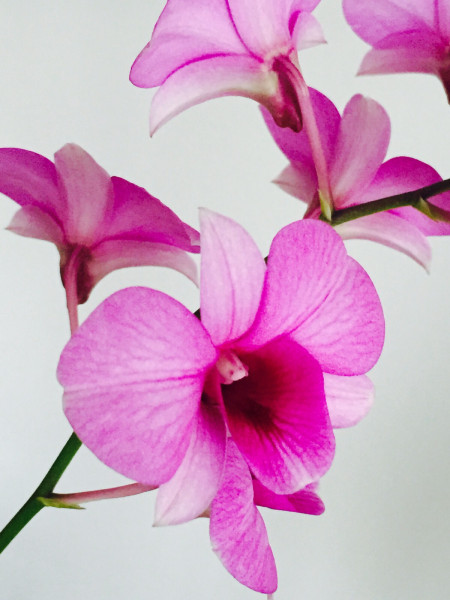 1 blühfähige Orchidee der Sorte: Dendrobium phalaenopsis rosa, traumhafte Orchidee vom deutschen Zü