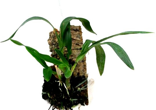 1 blühfähige Orchidee der Sorte: Polystachia pubescens, aufgebunden