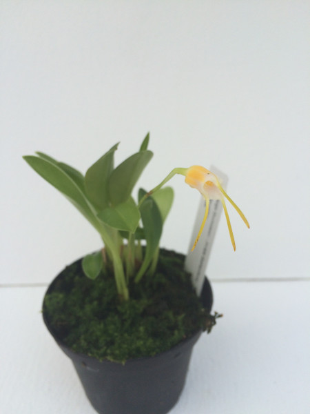 1 blühfähige Orchidee der Sorte: Masdevallia paiveana , traumhafte Orchidee vom deutschen Züchter