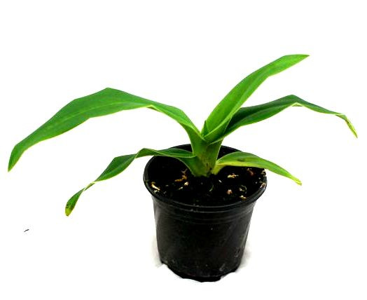 1 blühfähige Orchidee der Sorte: Phragmipedium besseae, 12cm Topf