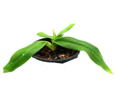 1 blühfähige Orchidee der Sorte: Phragmipedium besseae flava, 9cm Topf
