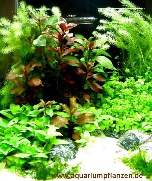 Mühlan - 4 getopfte Wasserpflanzen + 5 Mookugeln + 4 Bund Aquarienpflanzen + Dünger schnellwachsende