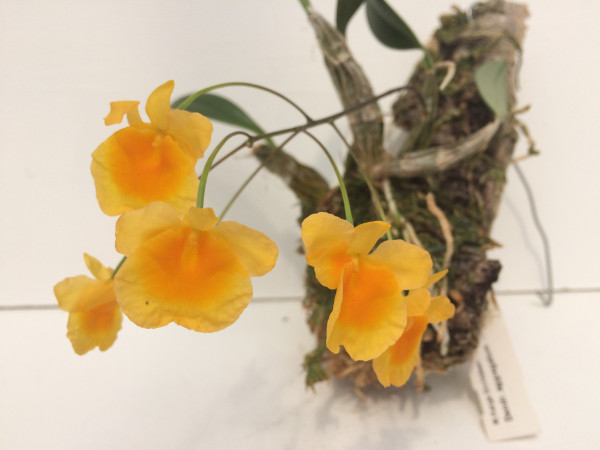 1 blühfähige Orchidee der Sorte: Dendrobium aggregatum , traumhafte Orchidee vom deutschen Züchter