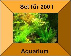 10 Töpfe + 10 Bund Wasserpflanzen, Aquarienpflanze