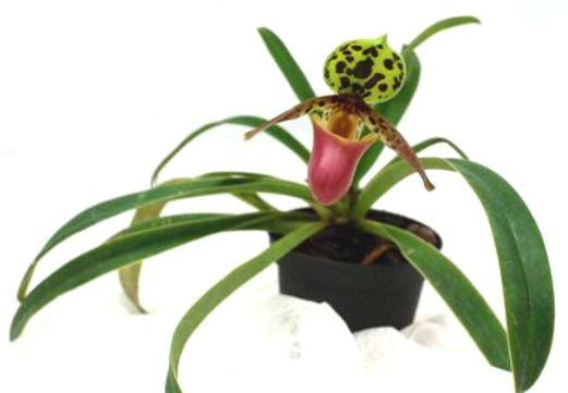 1 blühfähige Orchidee der Sorte: Paphiopedilum henryanum, 11cm Topf