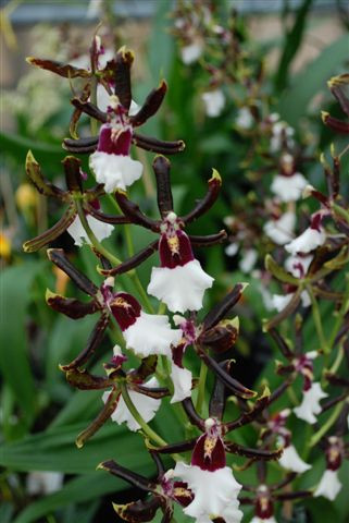 1 blühfähige Orchidee der Sorte: Odontioda Samurai, 13cm Topf