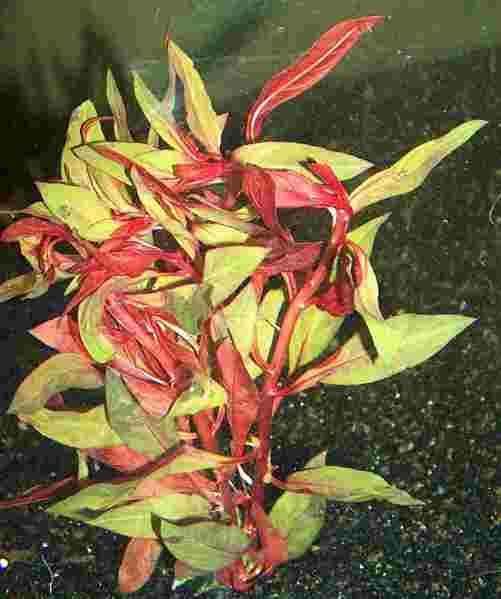 Mühlan - Rote Ludwigie / Ludwigia repens RUBIN - prachtvolle Pflanze