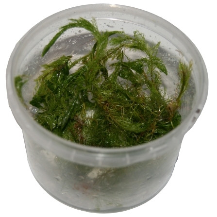 1 Dose Myriophyllum mattogrossense in vitro, rotes Tausendblatt, Wasserpflanzen steril angezogen