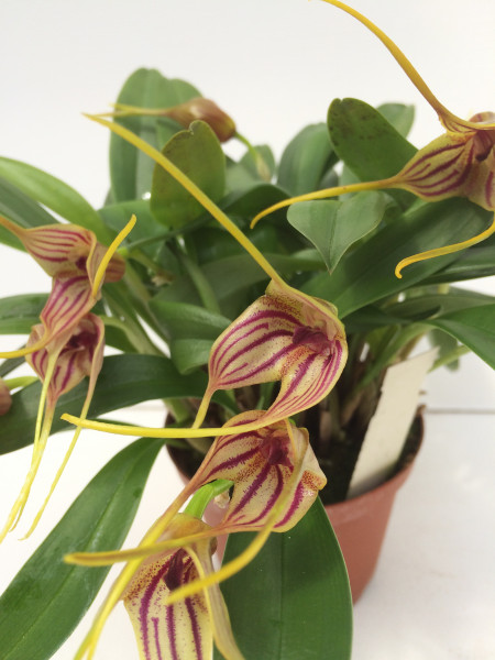 1 blühfähige Orchidee der Sorte: Masdevallia peristera x (triangularis x caloptera) , traumhafte O
