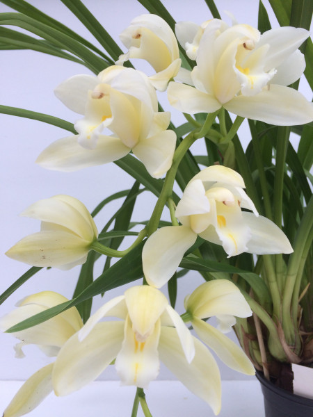 1 blühfähige Orchidee der Sorte: Cymbidium Yamanashi Liberty 'Easy Breezy' , traumhafte Orchidee vo