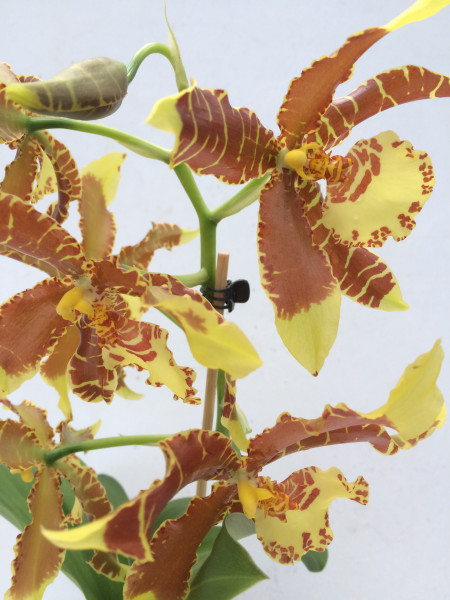 1 blühfähige Orchidee der Sorte: Rossioglossum Rawdon Jester , traumhafte Orchidee vom deutschen Zü