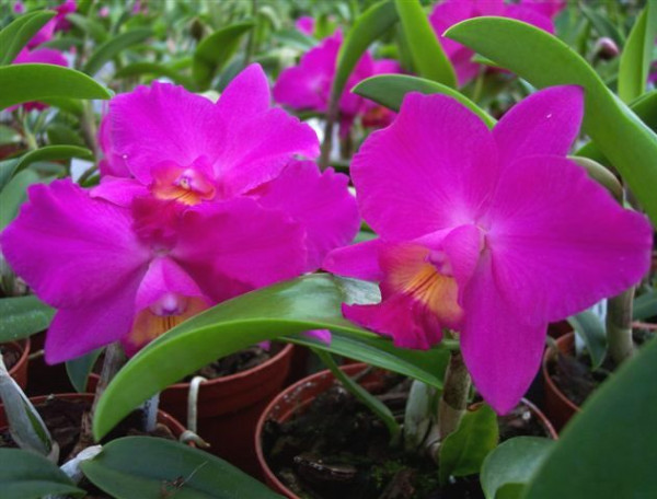 1 blühfähige Orchidee der Sorte: Slc Mahalo J, 12cm Topf