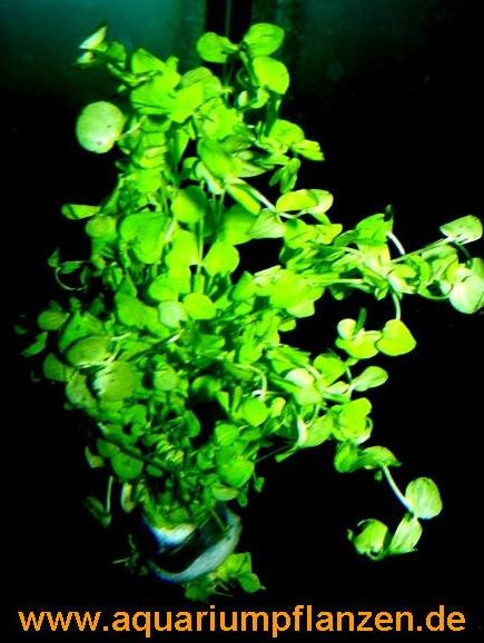 1 Bund Perlkraut, Vordergrundpflanze Aquarium