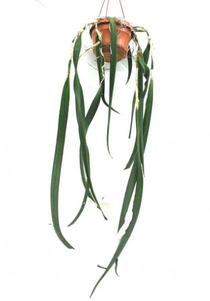 1 blühfähige Orchidee der Sorte: Epidendrum parkinsonianum,14cm Topf