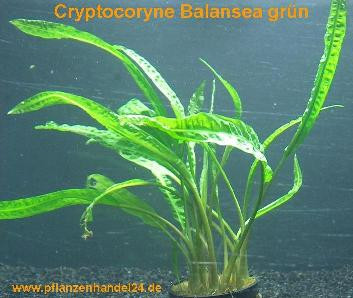 1 Topf Cryptocoryne balansea grün, Aquarienpflanze