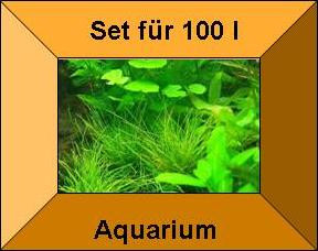3 Töpfe + 3 Bund Wasserpflanzen, Aquarienpflanzen